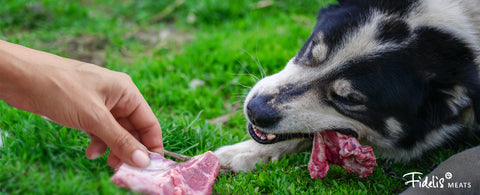 A Guide to Handling your Cat and Dog's Raw Food Safely