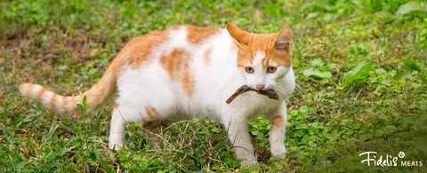 Essential Nutrients Your Cat Needs And What To Feed Them