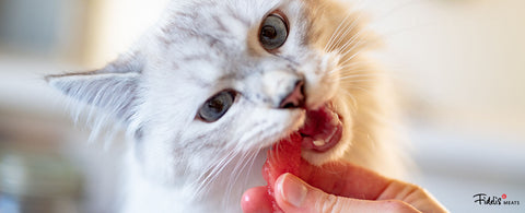 Introducing Your Cat To A Raw Cat Food Diet: Is It Safe?