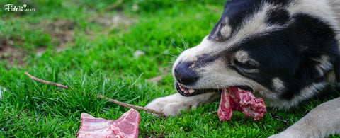 Raw Dog Food: Why Should You Feed Your Dog Raw Food?